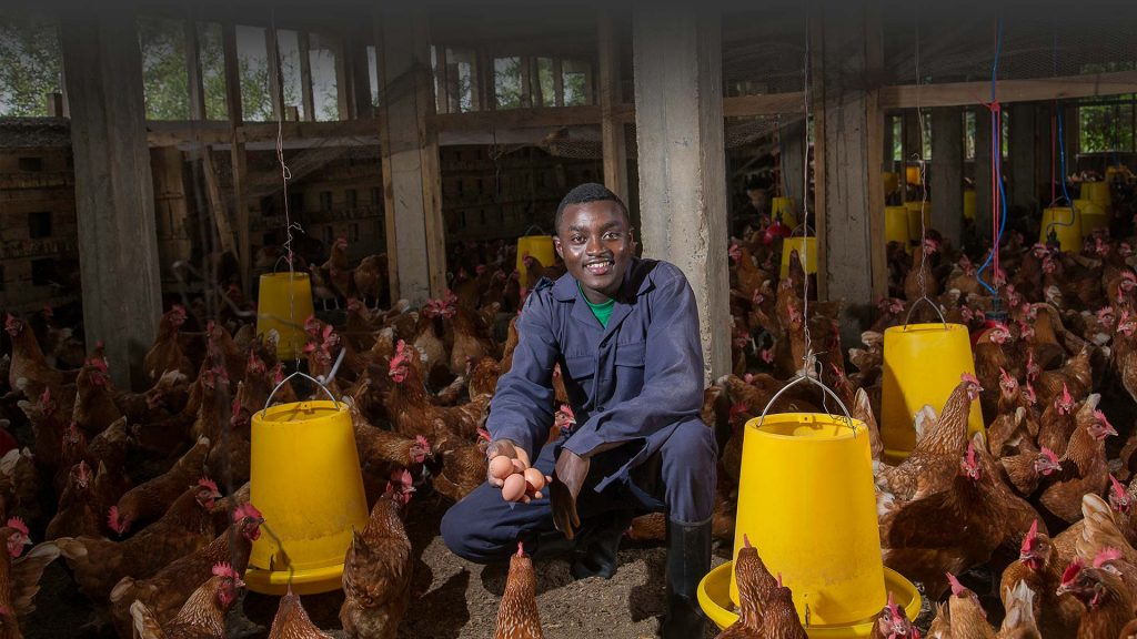 Animal Farming Loans Juhudi Kilimo Offering the best loans in Kenya